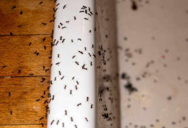 Best Cockroach Control Services  in West Hamburg, PA